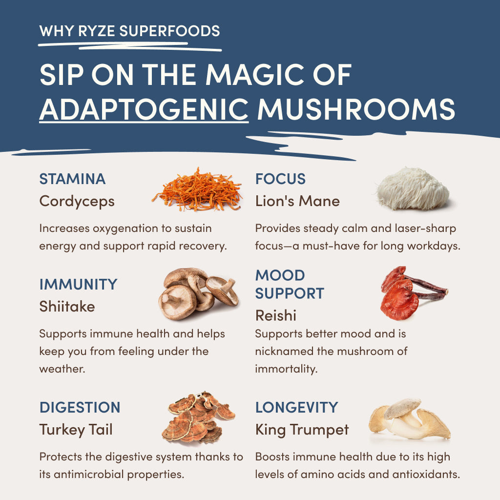 Nighttime Mushroom Cocoa Starter Bag R8 kd
