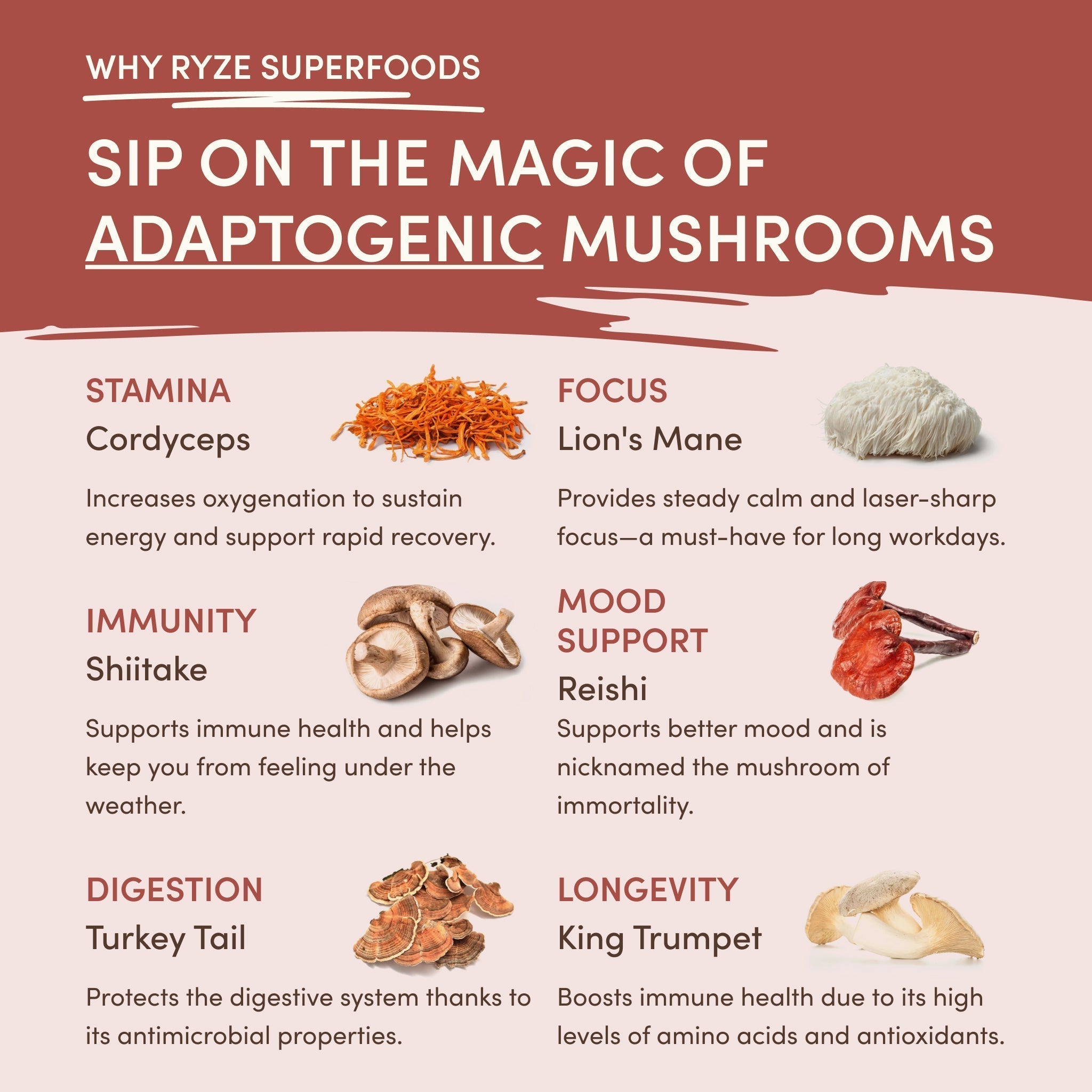 Mushroom Chicory (30 Servings) Z6 kD